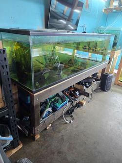 Fish Tank