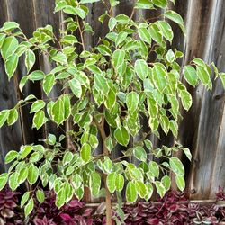 Large, Live Ficus benjamina ‘Golden King’ Weeping Fig - multiple plants available
