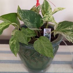 Marble Queen Pothos