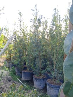 Podocarpus Privacy Hedges