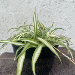 Spider Plant.