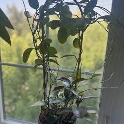 Hoya Australis (mature plant)