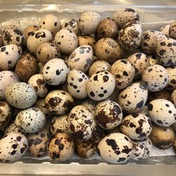 Organic Quail Eggs One Dozen 