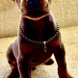 Pet Accessory: Ceramic Necklace on an Elastic Band.