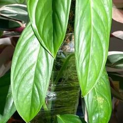 Rare Aroid  Monstera Lechleriana Plant/ House Plant/ Indoor Plant Flower Patio Garden 