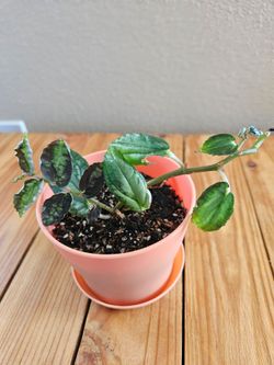 Watermelon Begonia (Peach pot)