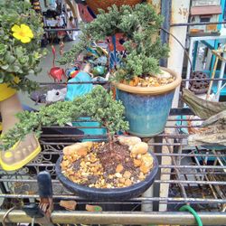 Wide Selection Of Bonsai Trees And Stoneware And Porcelain Pots Sold Individually