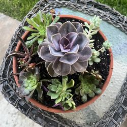 Beautiful Succulent Planter 