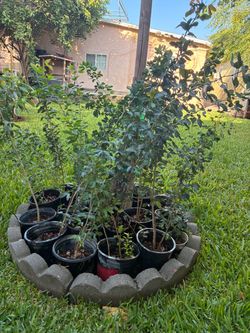 Plantas de Guamúchil.