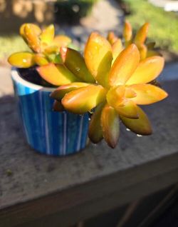Succulent plant
