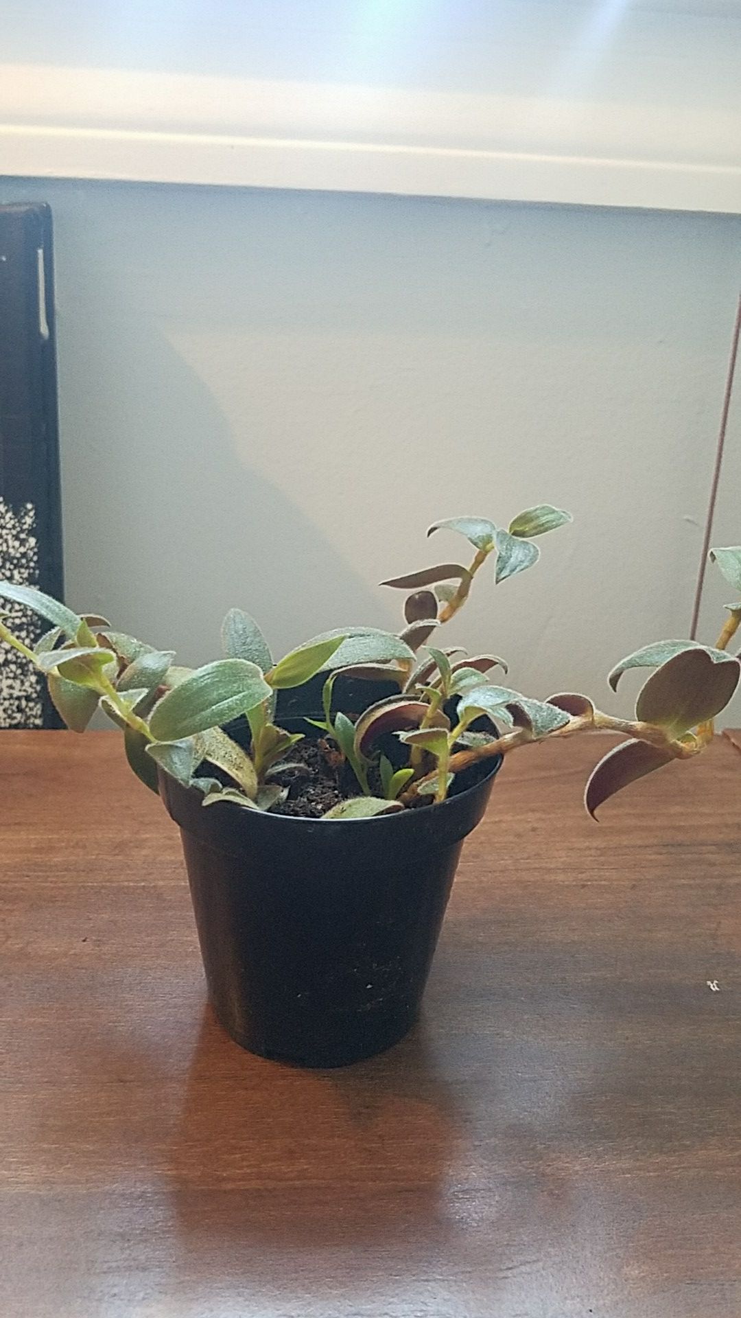 Teddy bear vine live plant