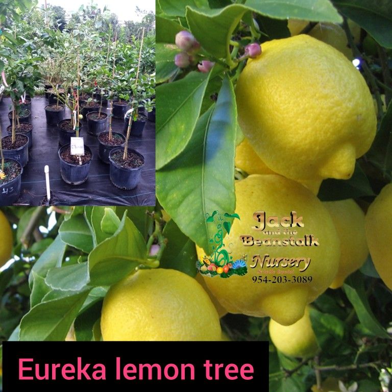 Eureka Lemon Grafted Trees 🌳 7gal Arboles De Limon Injertados 7gal