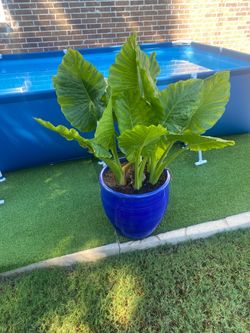 Elephant ear and pot