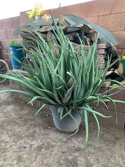 Extra Extra Extra Large Huge Mega Aloe Vera Plant