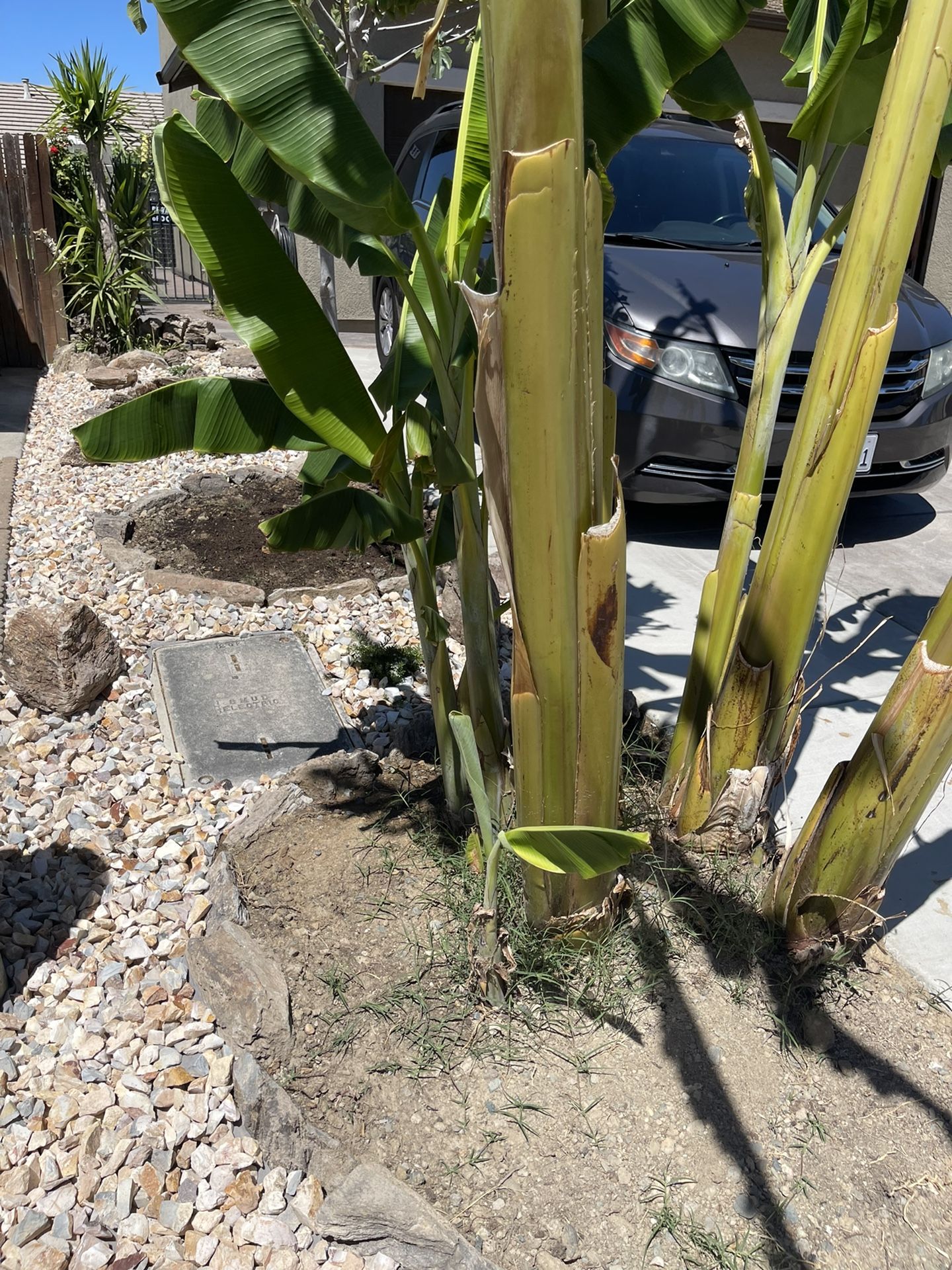 Banana Tree