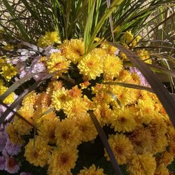 4 big pots with beautiful flowers 💐 25 each