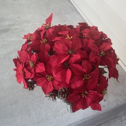 Poinsettias In Vase