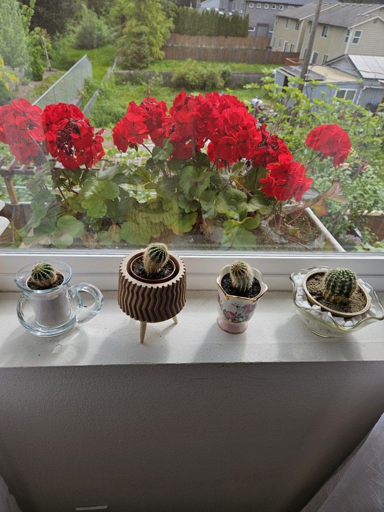 Plant Cactus In Cute 2" Pot, Inside