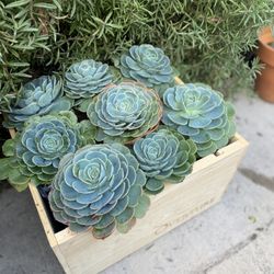 Made Upon Order Succulent Arrangement 