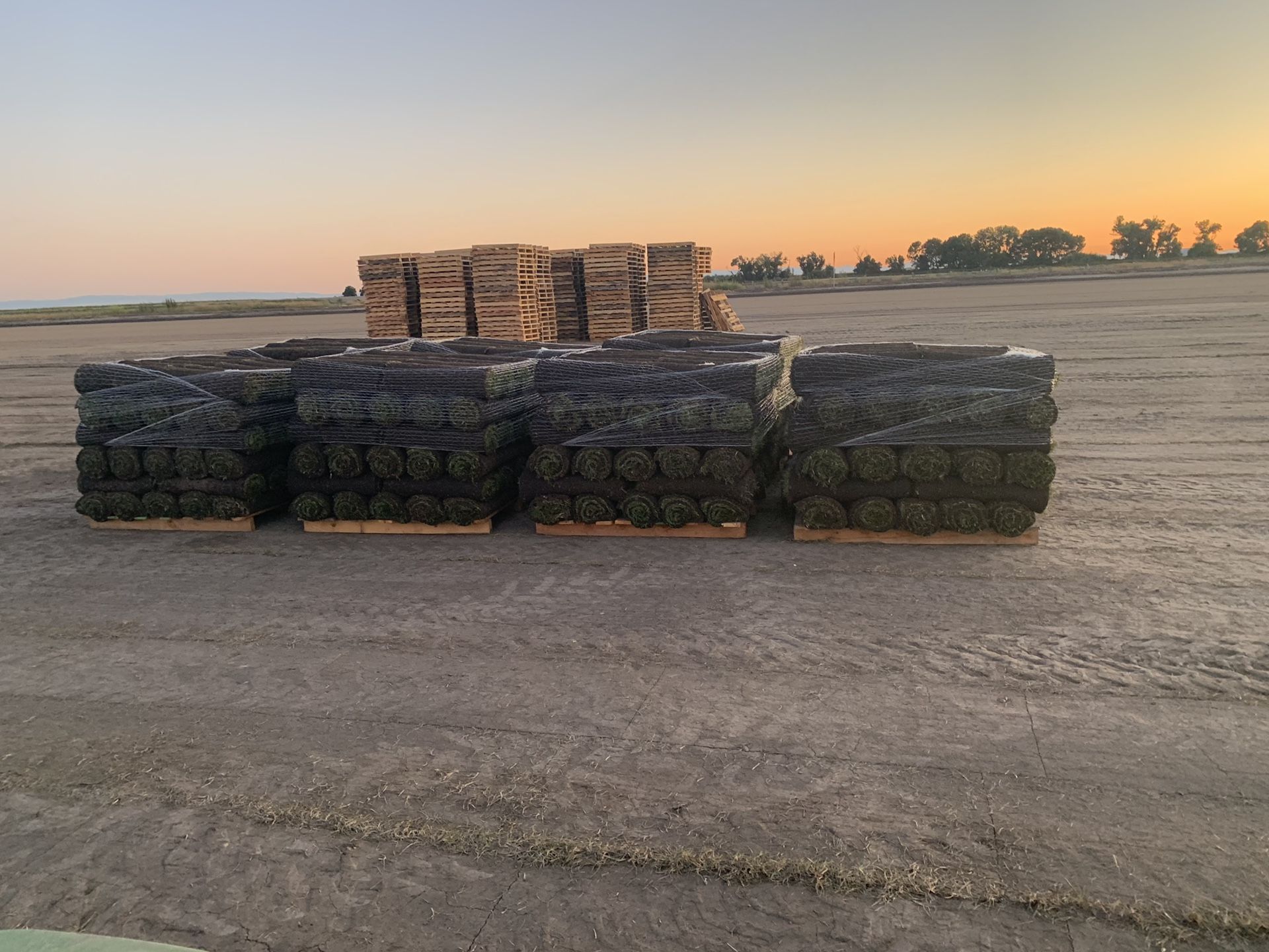 Fresh SOD