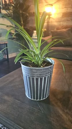 Home Grown Spider Plant In Metal Pot