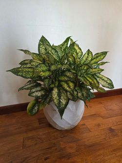 Chinese Evergreen Plant