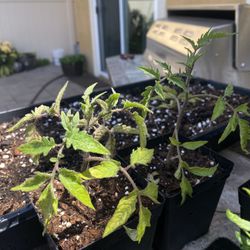 Pink Tomato Plant 