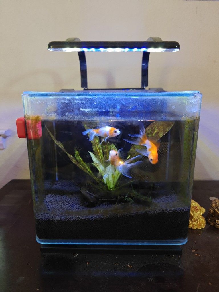 3 Gallon Fish Tank For Sale