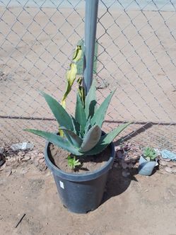 Large aloe vera Plant in Black Pot