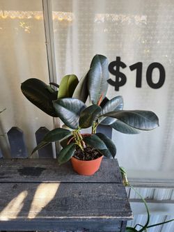 Rubber Tree