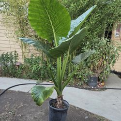 Elephant Ear Plant 