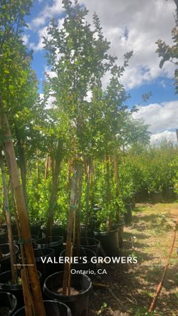 Dynamite" crape myrtle