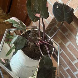 Pink Princess Philodendron