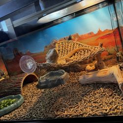 40 Gallon Tank 