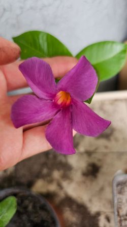 Purple (blue) Mandeville flower plant, rooted, with flower buds