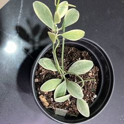 Dischidia Oiantha Variegata in 4” Pot – Rare Trailing Variegated Indoor Live Plant – Low Maintenance Houseplant 