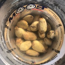 Rambutan Seeds 