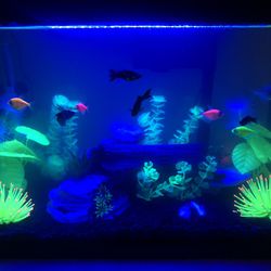 20 gallon fish tank complete glow in the dark set up