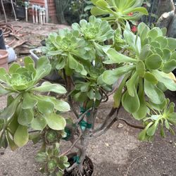 Soculenta
