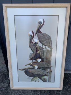 XL Pelican Picture with Frame