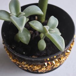 Starter Succulents