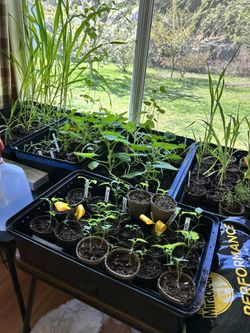 Organic Starts!