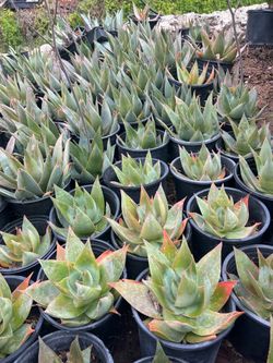 Succulent plants