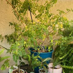 Plant Honeysuckle Medium Large Good Condition 
