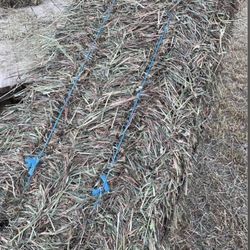 Square Bales of Orchard Grass Hay