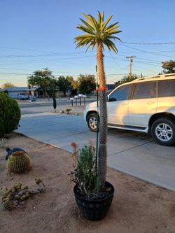 Madagascar Palm 6ft