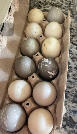 Fresh Duck Eggs
