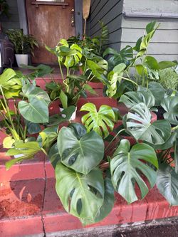 Tons of Healthy Monstera Deliciosa Plants for $28 each
