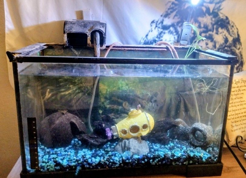 10 Gallon Aquarium 