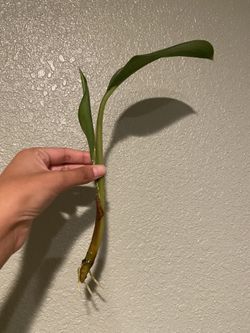Plant Cuttings